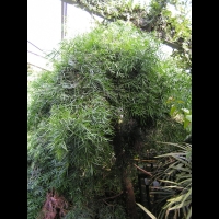 Podocarpus - Podocarpus macrophyllus (fam  Podocarpacees) (Est de la Chine, Japon) (00)